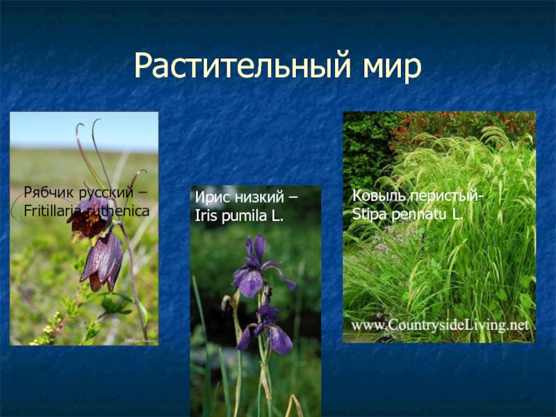 Растения пензенской области фото и описание