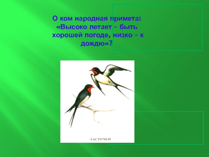 Ласточки низко летают к дождю народная примета.