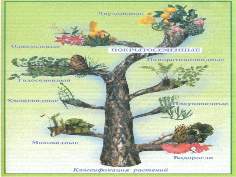 Презентация Выход растений на сушу