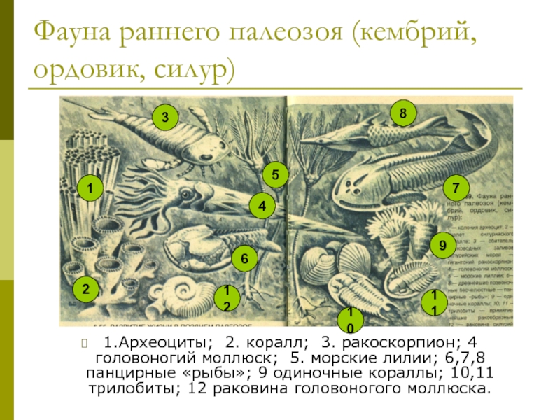 Кембрий ордовик презентация