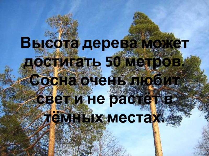 Высота дерева может достигать 50 метров. Сосна очень любит свет и не растёт в тёмных местах.