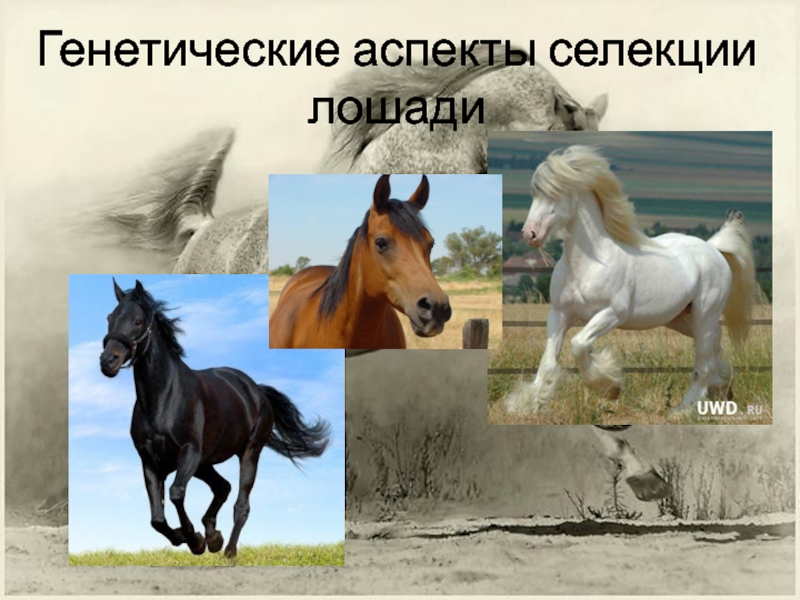 Презентация Генетические аспекты селекции лошадей