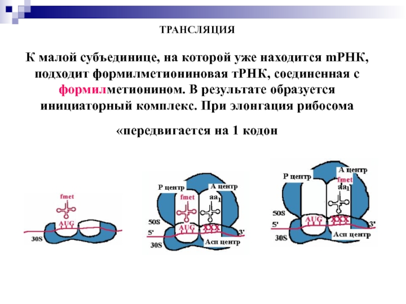 Синтез т. Малая субъединица. Инициаторный кодон. Трансляция малая субъединица. Инициаторный комплекс рибосомы.