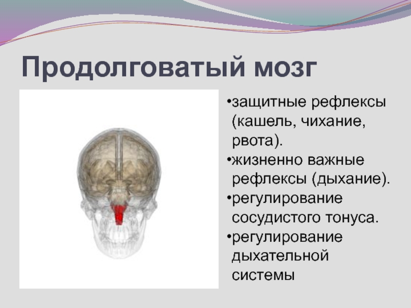 Кашлевой рефлекс какой отдел мозга. Защитные рефлексы продолговатого мозга. Продолговатый мозг Чихательный рефлекс. Центр защитных рефлексов продолговатого мозга. Рвотный рефлекс продолговатого мозга.