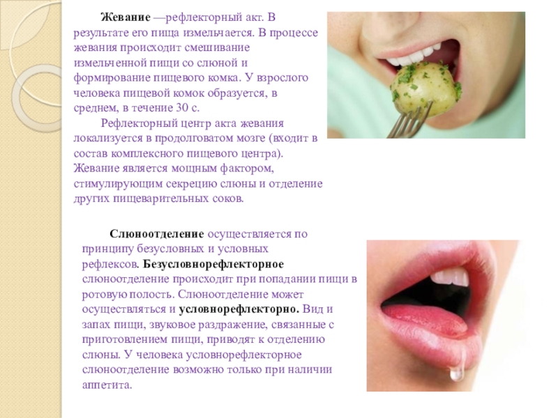 Слюновыделение во рту. Рефлекторный акт жевания. Слюна в процессе жевания пищи. Процесс жевания. Жевание, его особенность в связи с видом пищи.