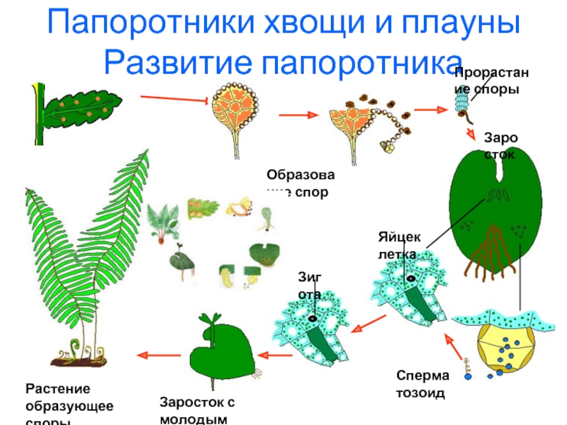 Размножение споровых растений презентация 6 класс пасечник