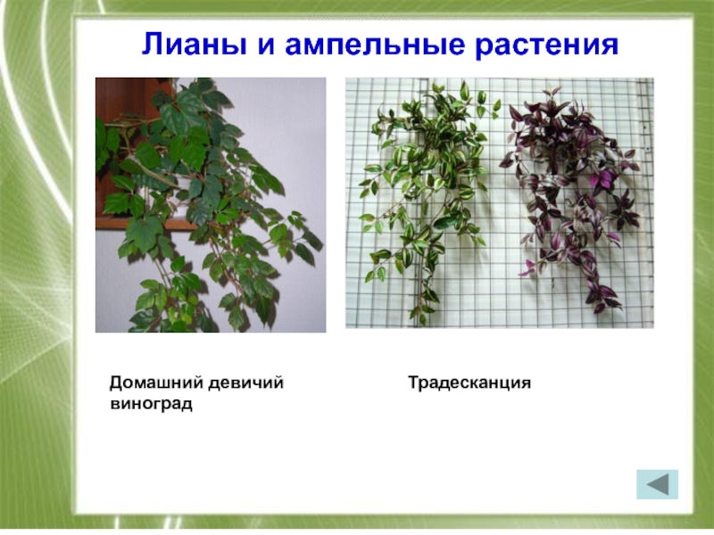 Лиана комнатное растение виды названия и фото и описание