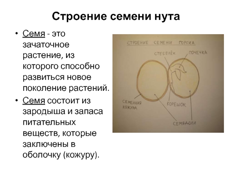 Почему семена называют зачаточными