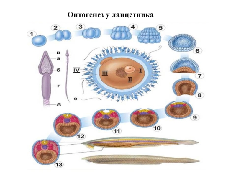 Схема развития ланцетника