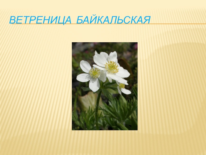 Презентация Ветриница Байкальская