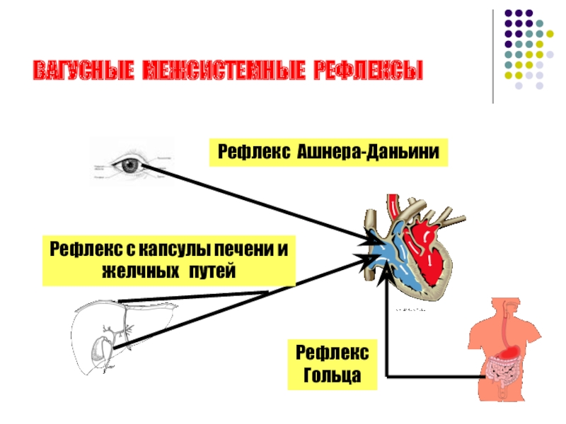 Рефлекс ашнера