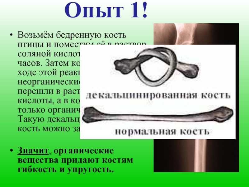 Какое свойство придают костям минеральные вещества. Опыт декальцинированная кость. Опыт с декальцинированной костью. Гибкость костей. Декальцинированная и прокаленная кость.