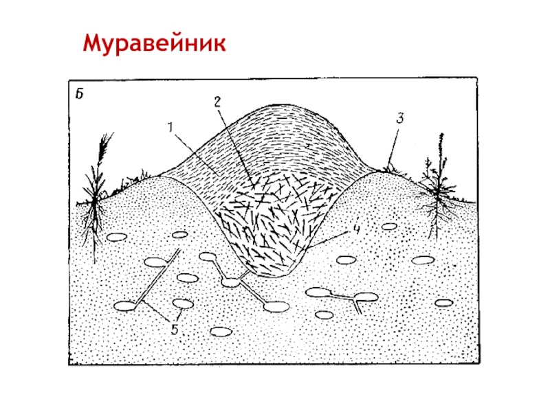 Схема муравейника в разрезе