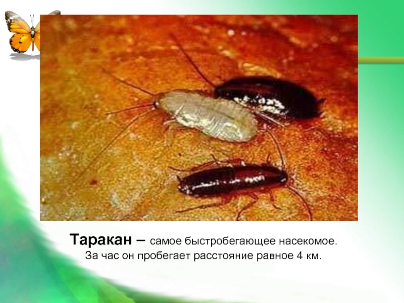 Таракан – самое быстробегающее насекомое.За час он пробегает расстояние равное 4 км.