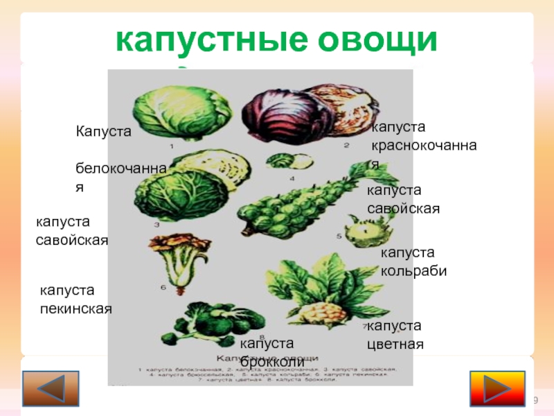 Овощи входящие в группу. Классификация капустных овощей. Капустная группа овощей. Градация капустных овощей. Назовите виды капустных овощей.