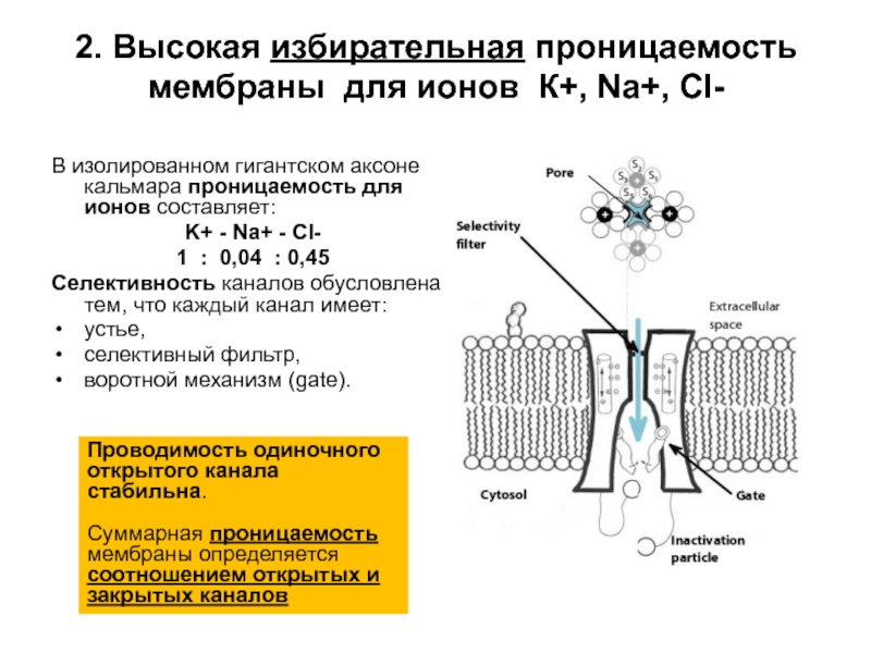 Сосудистая стенка свободно проницаема для ионов натрия