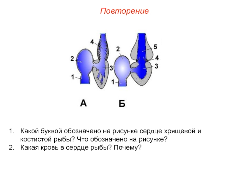 Схема строения сердца хрящевых рыб