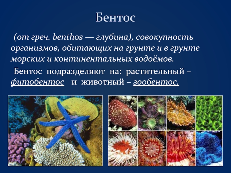 Бентос 	(от греч. benthos — глубина), совокупность организмов, обитающих на грунте и в грунте морских и континентальных