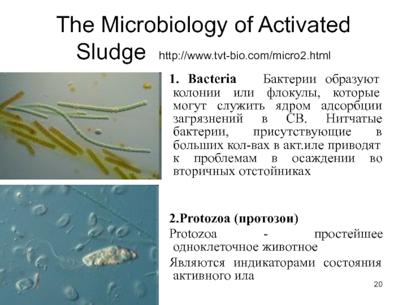Активный ил. Бактерии активного ила. Бактерии активного ила в аэротенках. Нитчатые бактерии в активном иле. Активный ил под микроскопом для очистки сточных вод.