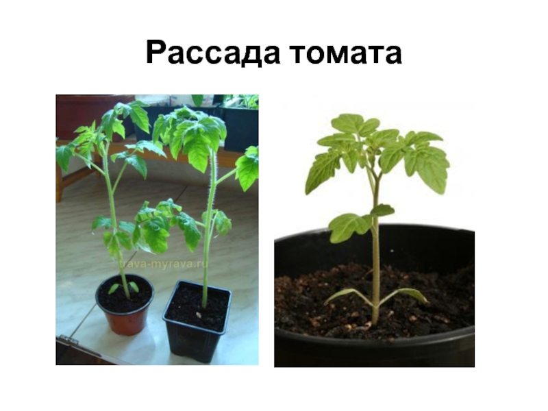 Рассада томатов по дням фото