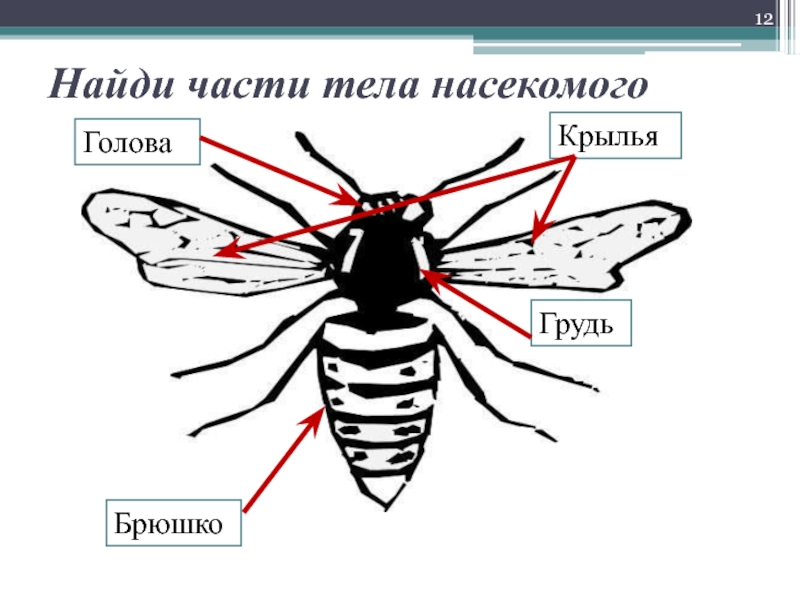 Части осы. Название частей тела насекомого. Части тела насекомых для детей. Основные части тела насекомого. Строение тела насекомых для детей.