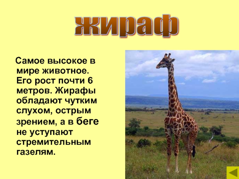 Проект о жирафе