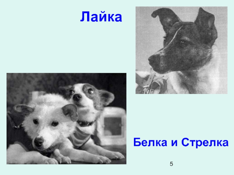 Как звали белку и стрелку. Лайка белка и стрелка. Собаки в космосе лайка белка и стрелка. Белку и стрелку и лайку. Белка и стрелка настоящие клички.