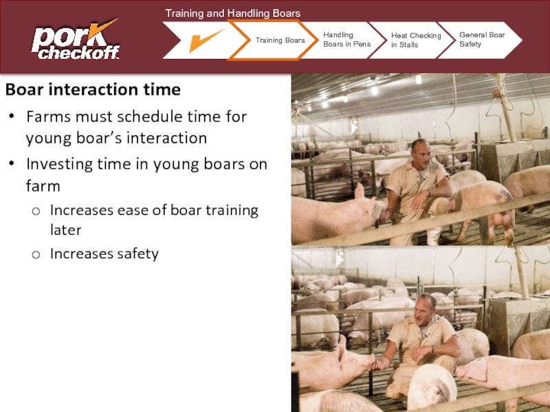 Boar interaction timeFarms must schedule time for young boar’s interactionInvesting time in young boars on farmIncreases ease