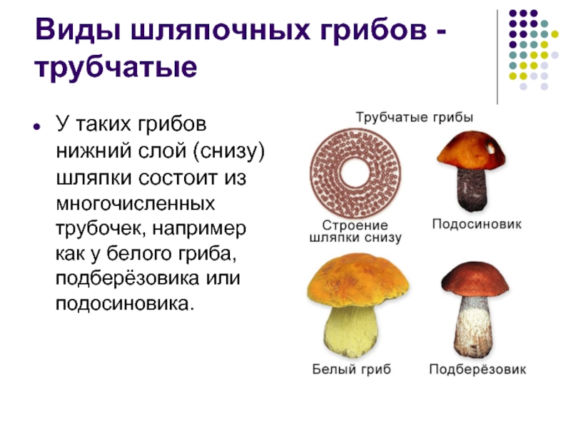 Грибы шляпочные грибы презентация 5 класс