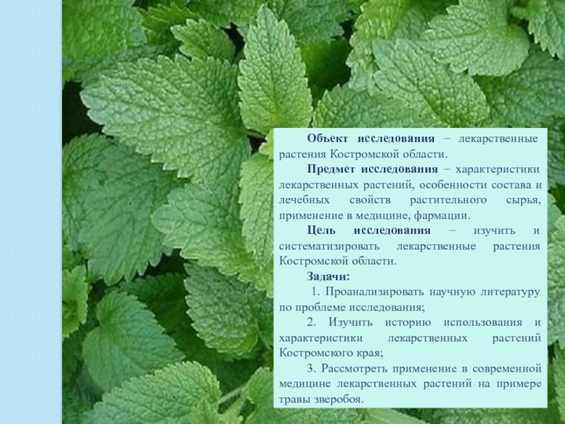 Лекарственные растения костромской области фото и описание
