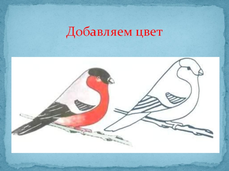 Изо презентация 3 класс поэтапное. Снегирь изо. Поэтапное рисование снегиря. Урок поэтапного рисования снегиря 1 класс. Рисование 1 класс Снегирь.