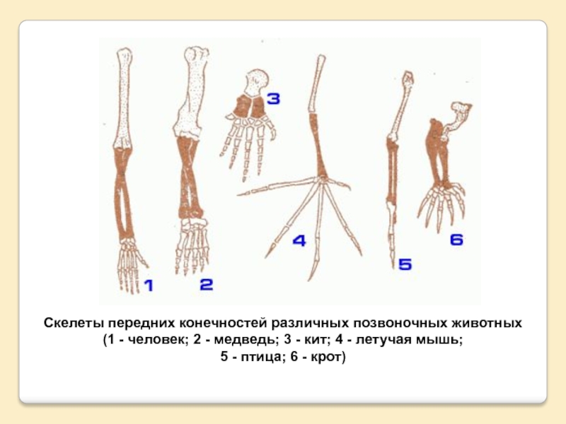 Шимпанзе передняя конечность. Скелет передней конечности шимпанзе. Скелет кисти различных млекопитающих. Строение передних конечностей. Скелет передних конечностей.