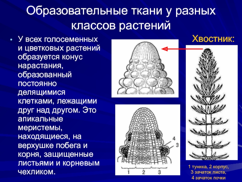 Зона образованная постоянно делящимися клетками верхушечной. Образовательная ткань голосеменных. Ткани голосеменных растений. Меристема у голосеменных. Образовательная ткань цветковых растений.