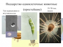 Подцарство одноклеточные животные
(простейшие)
35-70 тыс. видов
Тип корненожки