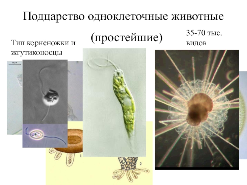 Подцарство простейшие презентация