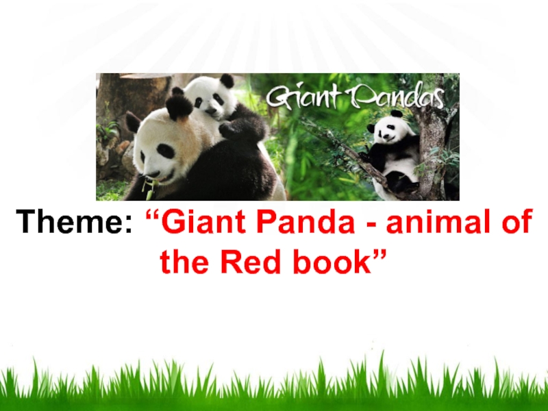 Giant Panda - animal of the Red book