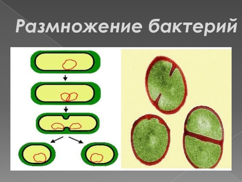 Деление бактерий картинки