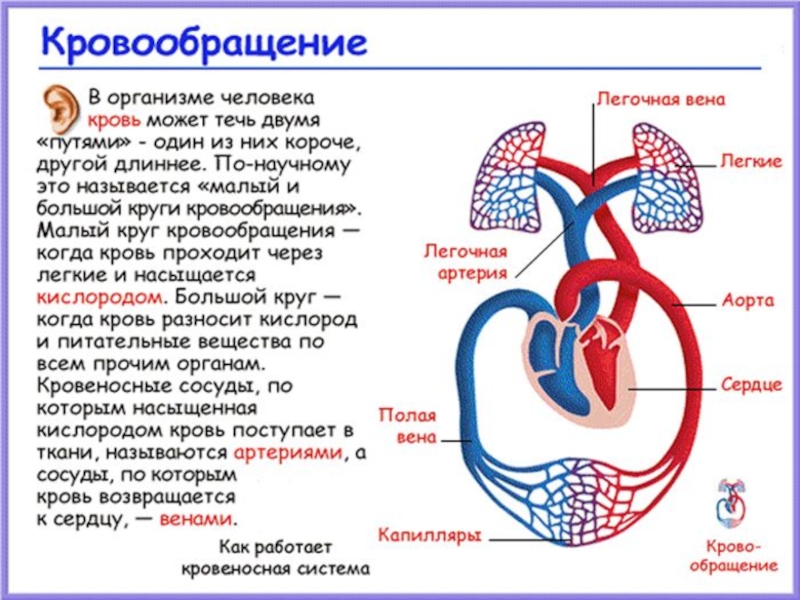 Назвать органы кровеносной системы. Система кровообращения 3 класс. Круги кровообращения человека анатомия схема. Малый и большой круг кровообращения человека схема. Циркуляция крови в организме человека схема.