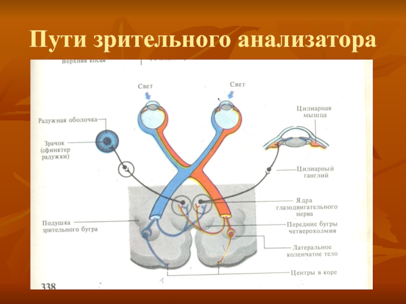 Зрительный анализатор нормальная физиология презентация