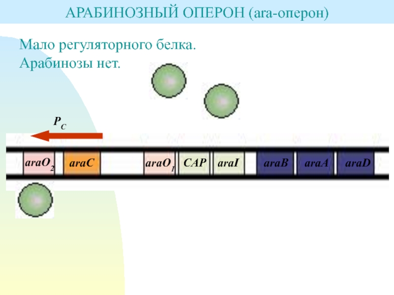 Схема строения оперона