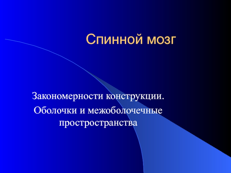 Спинной мозг 