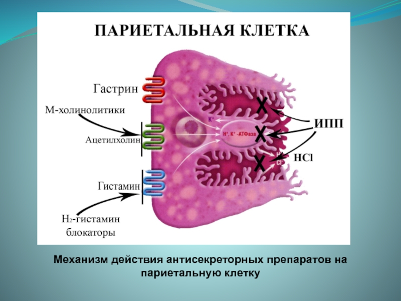 Париетальные клетки желудка. Протонная помпа в желудке механизм действия. ИПП механизм действия. Ингибиторы протонной помпы ИПП механизм действия. Париетальная клетка протонная помпа.