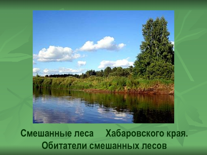 Презентация Презентация по географии, 8 класс, Смешанные леса Хабаровского края