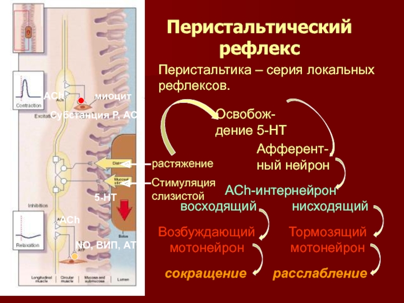 Схема перистальтического рефлекса