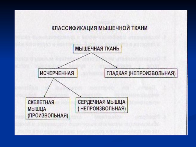 Биохимия мышечной ткани презентация