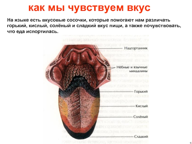 Строение языка человека рисунок