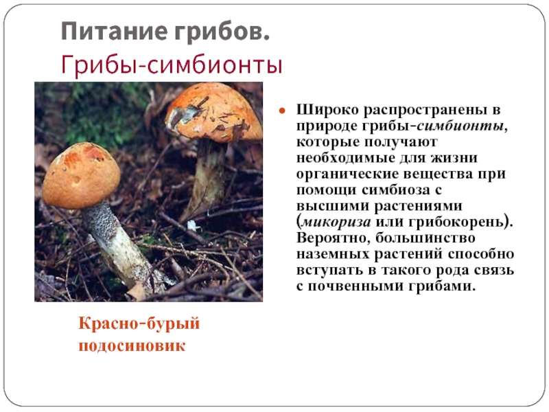 Группы грибов по питанию