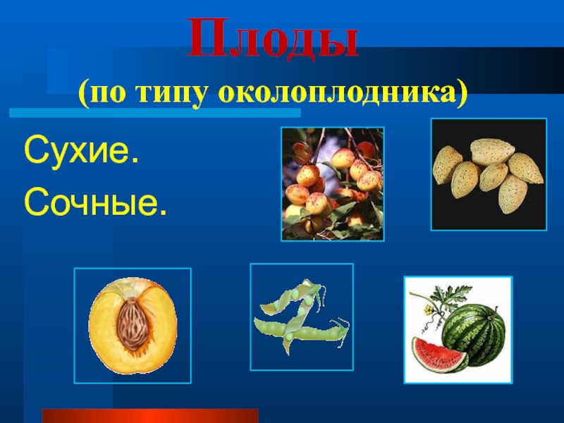 Презентация виды плодов биология 6 класс