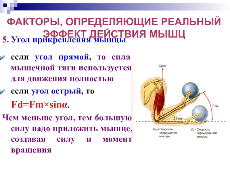 Направление силы тяги. Сила тяги мышц. Направление тяги мышц. Факторы определяющие силу мышц. Максимальная сила тяги мышцы в режиме.