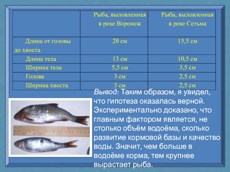 Рыбы верны. Число видов рыб. Длина рыбы. Кормовая база рыб. Ширина рыбы это.